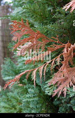 Le champignon Pestalotiopsis funerea est la cause de la mort de la pousse des arbres de la vie (thuja) Banque D'Images