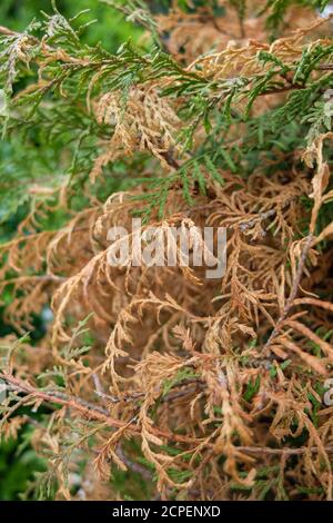 Le champignon Pestalotiopsis funerea est la cause de la mort de la pousse des arbres de la vie (thuja) Banque D'Images