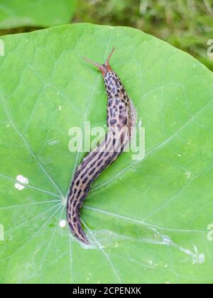 Escargot de tigre (Limax maximus) sur la feuille d'un nasturtium (Tropaeolum majus) Banque D'Images