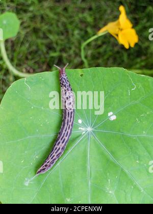 Escargot de tigre (Limax maximus) sur la feuille d'un nasturtium (Tropaeolum majus) Banque D'Images