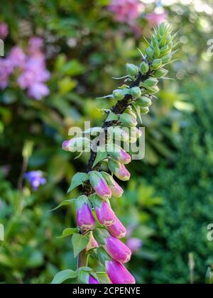 Pucerons (Aphidoidea) sur des foxgants (Digitalis purpurea) Banque D'Images