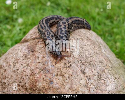 Deux escargots de tigre (Limax maximus) sur la pierre Banque D'Images