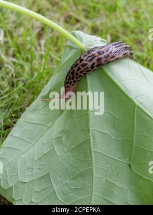 Escargot de tigre (Limax maximus) sur la feuille d'un nasturtium (Tropaeolum majus) Banque D'Images