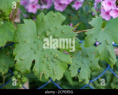 Feuilles de raisin (Vitis vinifera) infestées par la variole du raisin (Eriophyes vitis) Banque D'Images