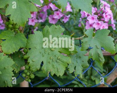 Feuilles de raisin (Vitis vinifera) infestées par la variole du raisin (Eriophyes vitis) Banque D'Images