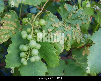 Feuilles de raisin (Vitis vinifera) infestées par la variole du raisin (Eriophyes vitis) Banque D'Images