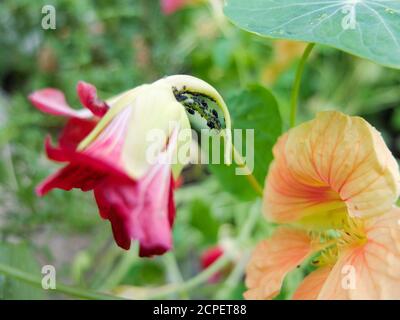 Pucerons (Aphidoidea) sur le nasturtium (Tropaeolum majus) Banque D'Images