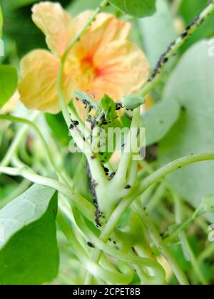 Pucerons (Aphidoidea) sur le nasturtium (Tropaeolum majus) Banque D'Images