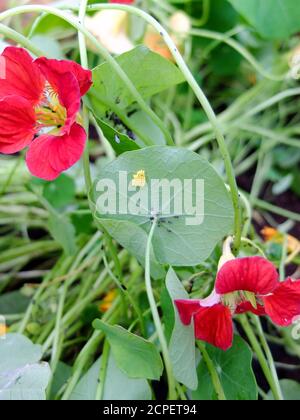 Œufs de coccinelle sur une feuille de nasturtium (Tropaeolum majus) Banque D'Images