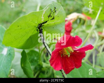 Pucerons (Aphidoidea) sur le nasturtium (Tropaeolum majus) Banque D'Images