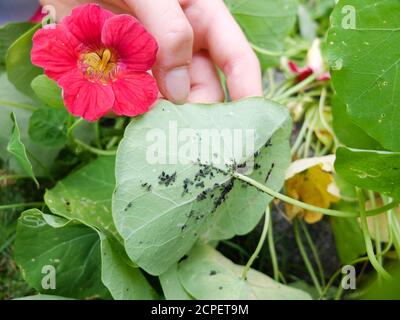 Pucerons (Aphidoidea) sur le nasturtium (Tropaeolum majus) Banque D'Images