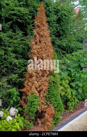 Le champignon Pestalotiopsis funerea est la cause de la mort de la pousse des arbres de la vie (thuja) Banque D'Images