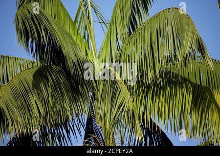 Plam Moriche, Mauritia flexuosa, arbres produisant des coeurs de palmiers, Irinoco au Venezuela Delta Banque D'Images