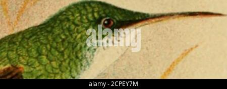 . Les oiseaux de la Guyane britannique : basé sur la collection de Frederick Vavasour McConnell ... . 1^ &lt;^. ^ Banque D'Images