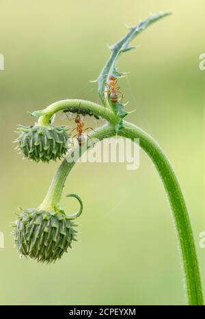 symbiose entre pucerons et fourmis rouge sur une plante de chardon, environnement naturel, Banque D'Images