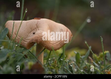 Un champignon pousse parmi l'herbe recouverte de rosée dans East Wretham Heath, dans Norfolk Banque D'Images