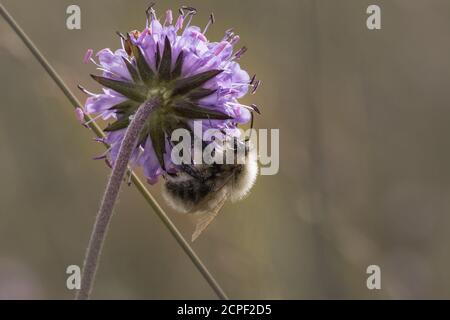 Une ancienne et usée abeille commune de Carder (Bombus pascuorum) se nourrit de fleurs dans la fen à Wincken, Cambridgeshire Banque D'Images