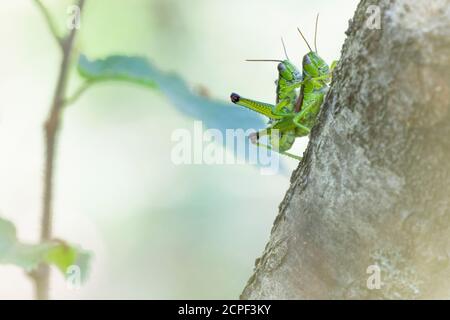 sauterelles se concriant entre les branches de la sous-croissance, environnement naturel, dolomites, italie Banque D'Images