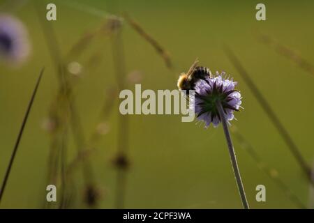 Un bourdon brun (Bombus pascuorum) se nourrit sur le champ scabieux dans la prairie de Redgrave et Lopham Fen dans le Suffolk Banque D'Images