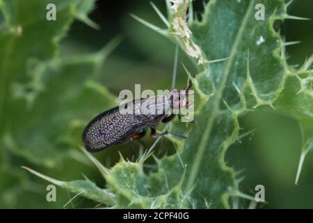Un petit tueur d'escargots ailés à tamis (Coremacera marginata) se cache sur une feuille de chardon sur un sol de déchets à Newmarket, Suffolk Banque D'Images