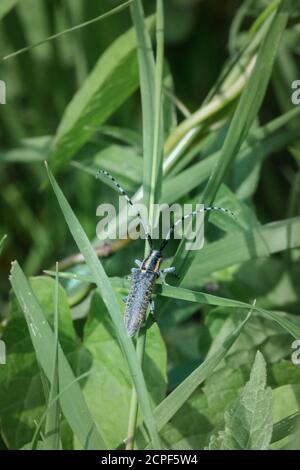 Un coléoptère gris à longues cornes (Agapanthia villosoviridescens) se cache parmi la végétation de la Fen de Lakenheath dans le Suffolk Banque D'Images