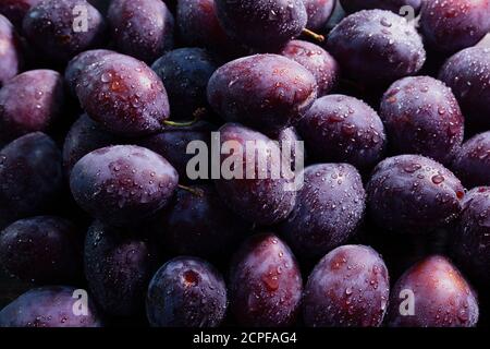 Grande pile de prunes bleues mûres fraîchement lavées, encore mouillées avec des gouttes d'eau, plein cadre Banque D'Images