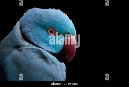 Gros plan d'un parakeet rosé bleu ou d'un parakeet ringneck (Psittacula krameri) isolé sur fond noir Banque D'Images