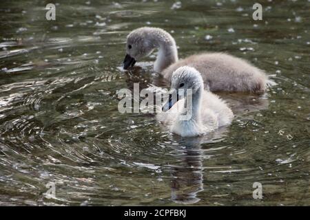 Deux cygnes muets (Cygnus olor) baignade dans l'étang lors d'une belle journée d'été Banque D'Images