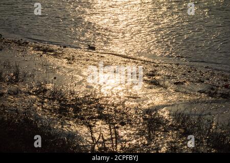 Mudflats sur la Tamise Banque D'Images