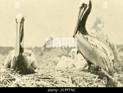 . Ailes sauvages; aventures d'un chasseur de caméra parmi les grands oiseaux sauvages de l'Amérique du Nord sur la mer et la terre . Ria^ BKOWN PÉLICANS SUR LEURS NIDS, À PROXIMITÉ Banque D'Images