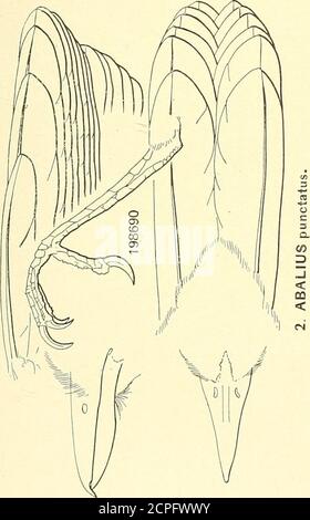 . Les oiseaux de l'Amérique du Nord et de l'Amérique centrale : un catalogue descriptif des groupes, genres, espèces et sous-espèces d'oiseaux plus élevés connus en Amérique du Nord, des terres arctiques à l'isthme du Panama, aux Antilles et à d'autres îles de la mer des Caraïbes, et à l'archipel des Galapagos . I. TARABA transandeana. Banque D'Images