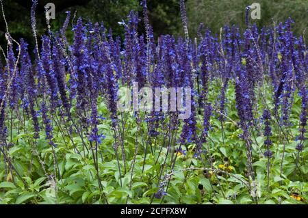 Sydney Australie, champ de tiges de fleurs de salvia bleu/violet Banque D'Images