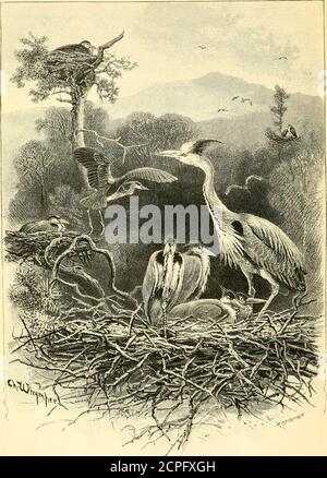 . Oiseaux de la vague et des bois. Illustré par Charles Whymper et d'autres . ^^^MI BIBLIOTHÈQUES D'INSTITUTIONS SMITHSONIAN 3 9088 00066 6669. LE NID DE HERON S MFBS DE LA VAGUE ET DE LA FORÊT / PAR PHI L^ ROBINSON AUTEUR DE NOAHS ARK LES POÈTES OISEAUX ETC. ILLUSTRÉ PAR CHARLES WHYMPERAND OTHERSBIRDSOFWEODL00RIB Banque D'Images