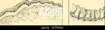 . Le sens du contact chez les mammifères et les oiseaux : avec une référence particulière aux crêtes papillaires . Figure 56.—Azaras opossum. Didelphys azarce. X 25. PSE. Surface plantaire, tampon à la base du D. 1 à travers un whorl de crêtes papillaires du corium, et le Drlisenleiste. Les différents outhnes et groupements de ces structures et surtout les deux premiers, aloneconcern le sujet du sens du toucher, du point de vue actuel. Figure 53.—Platypus à bec de canard. Fig.54.—Ant-Eater épineux. EchidnOrnithorhifnchus. X 15. PES. X 15. Manus. Banque D'Images