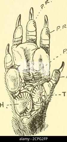 . Le sens du contact chez les mammifères et les oiseaux : avec une référence particulière aux crêtes papillaires . Figure 11.—Lion de la mer du Cap. Otaria pusilla. PSE. A. montrant des ridgesillaires se divisant en rainures ramifiées. 28 LE SENS DU CONTACT CHEZ LES ANIMAUX Lemur à tête noire {Lemur brunneus).main. (Fig. 14.) Oblong ; chiffres avec grandes pulpes larges et ongles courts émoussés,(o) chiffres. Les phalanges terminales du P.R. dans les ellipses longitudinales larges sur tous les cinq chiffres. F.R --T. Banque D'Images