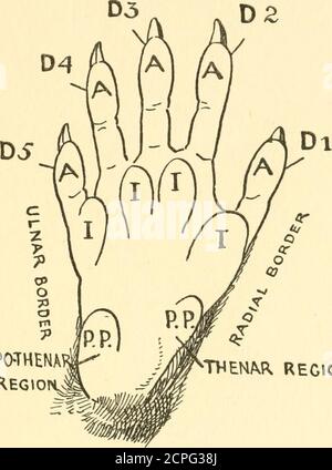 . Le sens du contact chez les mammifères et les oiseaux : avec une référence spéciale aux crêtes papillaires . provenance de la description bien que pas correctement apphcableto la main et le pied de l'homme qui forme une exception à tous les mammifères inférieurs, pour en Homme, le radial est le bord extérieur et le bord intérieur ulnaire de la main dans sa position verticale habituelle avec la paume de la main dirigée vers l'avant. Cependant, avec cette exception, aucune erreur ne doit être faite dans l'utilisation de ces deux termes communs. Chez l'homme aussi bien que chez les mammifères inférieurs, les termes, péronet externe, tibial et interne, apphed au pied toujours corre-spongieux à un anothe Banque D'Images