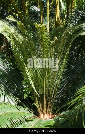 Sydney Australie, Cycas convenanii ou palmier longolongo originaire des Fidji, de Vanuatu, des Tonga et de la Nouvelle-Calédonie Banque D'Images