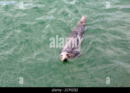 Phoque gris femelle (Halichoerus grypus) dans le port de St. Ives, Cornwall, Royaume-Uni Banque D'Images