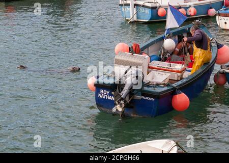 Phoque gris (Halichoerus grypus) dans le port de St. Ives, approchant un pêcheur et son bateau, St Ives, Cornwall, Royaume-Uni Banque D'Images