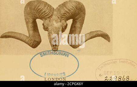 . Enregistrements de grands jeux : avec leur distribution, leurs caractéristiques, leurs dimensions, leurs poids et leurs mesures de corne et de tusk . BIBLIOTHÈQUES D'INSTITUTIONS SMITHSONIAN 3 IDfia DD31b7^7 nhmamm SK31.W26Records de grands jeux : HFC«s. ROWLAND WARD, Limited THE JUNGLE, 167 PICCADILLY, W.I91O tous droits rese&gt;-ved AUX SPORTIFS DU MONDE SANS DONT L'ENTREPRISE CES RECORDS COUT.D N'ONT PAS ÉTÉ COMPILÉS CE LIVRE EST DÉDIÉ PREFACE À LA SIXIÈME ÉDITION il y a trois points principaux que les grands-jeux sportifs veut généralement vérifier :— ist, le nom de sa carrière ;2nd, comment il se compare en point de taille avec Banque D'Images