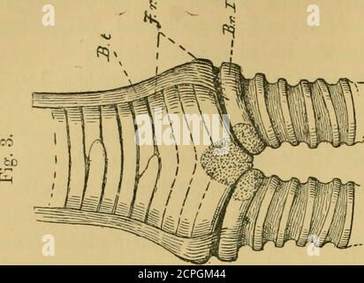 . Bulletin du British Ornithologists' Club . rsemi-anneau était cartilagineux, et a été attaché par un faisceau de fils fibreux courts à une plaque de cartilage lingulé, qui est attaché à l'extrémité inférieure du premier bronchialring (fig. 1, B r.L). La partie de ce semi-anneau particulier et de son accessoire cartilage lingulé joué dans la production des sons remarquables que le Jack Snipe a été knownto produire, a été une question pour plus de découverte. La théidentité du premier anneau bronchique a été établie par l'insertion du muscle intrinsèque, qui était du type normal. Si le syrinx de TH Banque D'Images