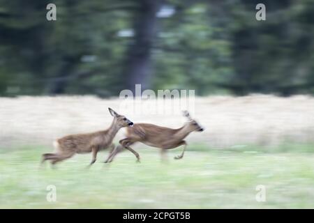 Running (Capranolus capranolus), Doe avec fauve, dans un pré, Hesse, Allemagne, Europe Banque D'Images