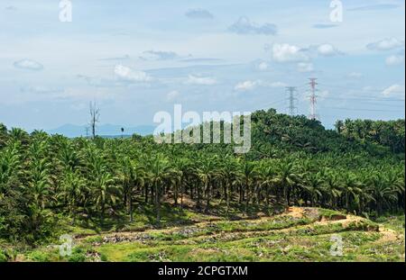 Les plantations commerciales avec des palmiers à huile africains ( Elaeis guineensis) ont déplacé la forêt tropicale originale, Sabah, Bornéo, Malaisie, Asie Banque D'Images