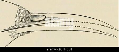 . La faune de l'Inde britannique, y compris Ceylan et la Birmanie . petite et délicate marque et la majorité sont clothedin resplendent plumage. Ils se trouvent solitaires ou en paires ; les théyare sont entièrement arboricoles dans leurs habitudes et ils se nourrissent des insectset sur le nectar des fleurs. Ces derniers se sécurisent avec les theirtongues lorsqu'ils s'accrochent aux tiges de fleurs, car ils ne peuvent pas s'empoisonner dans l'air, après la manière de colimer-oiseaux, à l'exception de 344 NECTAEINIIDjE. En de rares occasions, et seulement alors pour un intervalle très bref. Les malesont un court mais joli chant dans la saison de reproduction. Le Sun-birdsbuild Banque D'Images