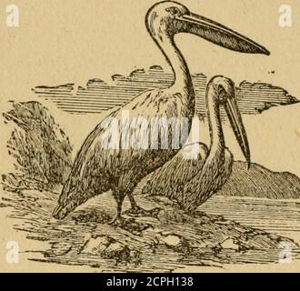 . Livre illustré d'oiseaux de jeunes gens : avec de nombreuses anecdotes originales, instructives et amusantes . Oyster-Catcher commun.. Pelican. Banque D'Images