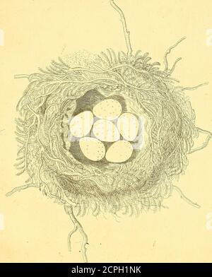 . Harmonia ruralis, ou, un essai vers une histoire naturelle des oiseaux chanteurs britanniques : illustré avec des figures la taille de la vie, des oiseaux, hommes et femmes, dans leurs attitudes les plus naturelles ... . sur ceux-ci, immédiatement sous la doublure, est une couche épaisse de rootsfermement enroulés ensemble, et sur ceux-ci est un épaississement ou la doublure des cheveux de vaches rouges. Le diamètre de la cavité est de deux pouces, le depthan pouce et demi. Le bord du nid est déchiqueté et inégal, et l'ensemble est très grossièrement fabriqué. Dans ce nid, il y avait six oeufs de couleur blanc bleuâtre pâle, d'orlaits et d'eau. Ils sont marqués de brun Banque D'Images