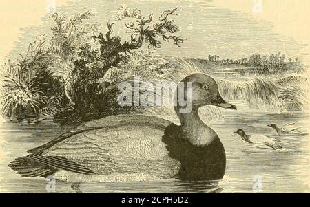 . Une histoire des oiseaux britanniques . ANSEEES. POCHARD. 413 ANATIDUE.. FuLiGULA FERiNA (Linnseus*).LE POCHARD, OE Dun-BIRD. Fuligida ferina. Le Pochard, ou Dun-oiseau (pour cette espèce est connu sous différents noms, comme le Poker à tête rouge, et le Poker à yeux rouges, de la couleur dominante de la tête, et la pecuharcolor de l'oeil non observé dans aucun autre Duck britannique), est, dans le principal, un visiteur d'hiver dans ce pays, à propos du début d'octobre, et nous laisser à nouveau dans le thespring. Un nombre tolérable, cependant, reste pour élever des localités inadaptées ; et, en raison de la protection efficace, theyapparaissent Banque D'Images