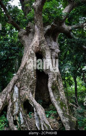 Arbre pittoresque dans l'espace de loisirs de la forêt nationale de Kenting Banque D'Images