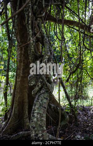 Arbre pittoresque dans l'espace de loisirs de la forêt nationale de Kenting Banque D'Images