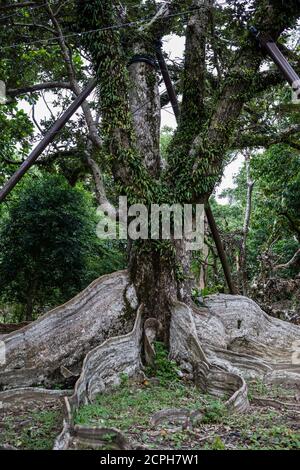 Arbre pittoresque dans l'espace de loisirs de la forêt nationale de Kenting Banque D'Images